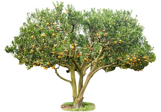 A PARÁBOLA DO FRUTO: E O FINANCEIRO.